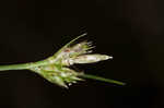 Florida sedge